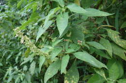 Image of African basil