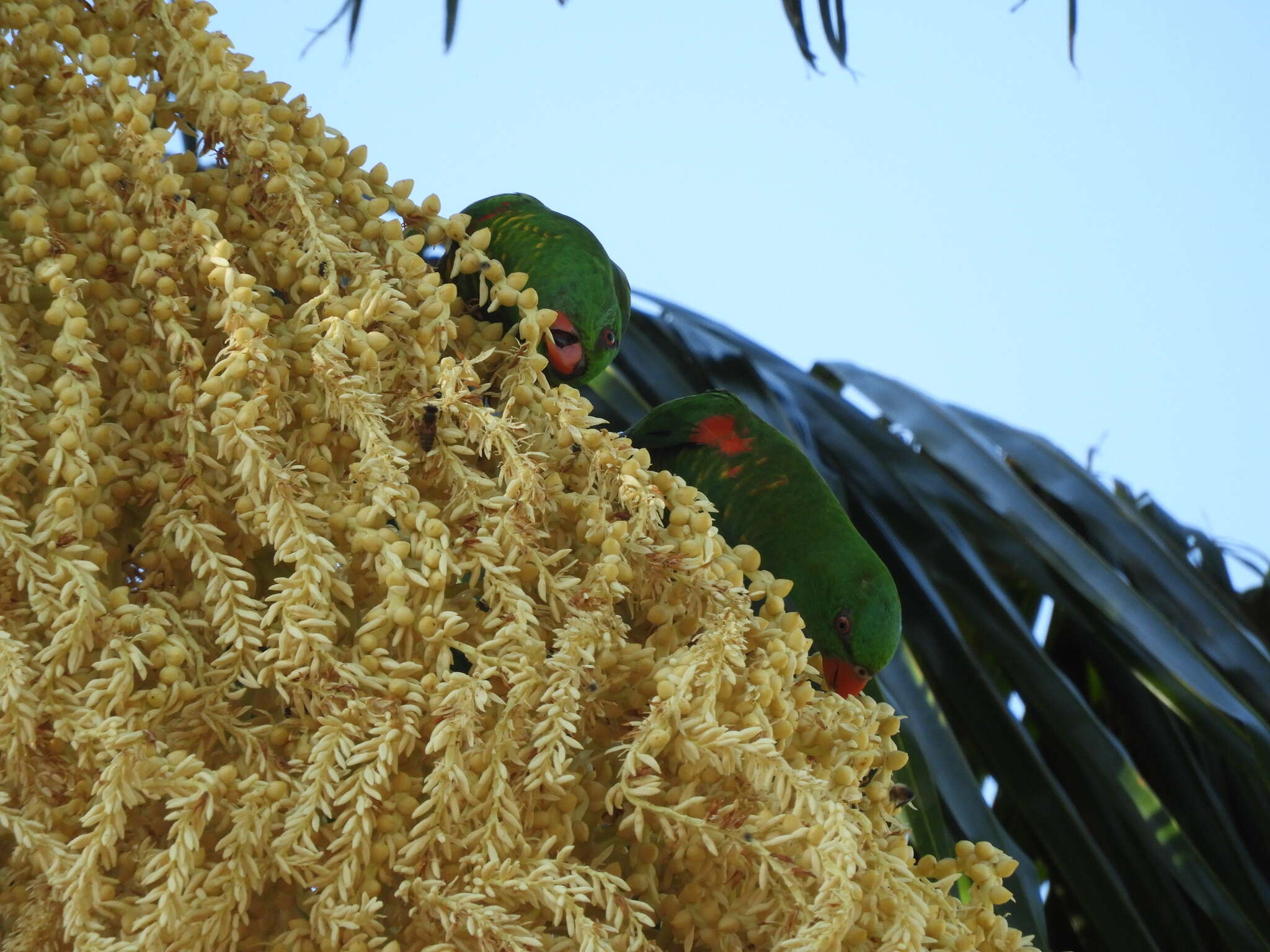 Image of Scaly-breasted Lorikeet