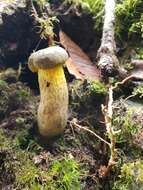 Image of Retiboletus flavoniger (Halling, G. M. Muell. & L. D. Gómez) Manfr. Binder & Halling 2002