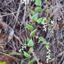 Слика од Leucopogon amplexicaulis (Rudge) R. Br.