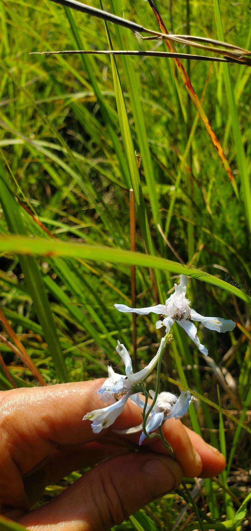 Delphinium carolinianum subsp. vimineum (D. Don) M. J. Warnock的圖片