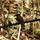 Image of Brown-winged Schiffornis