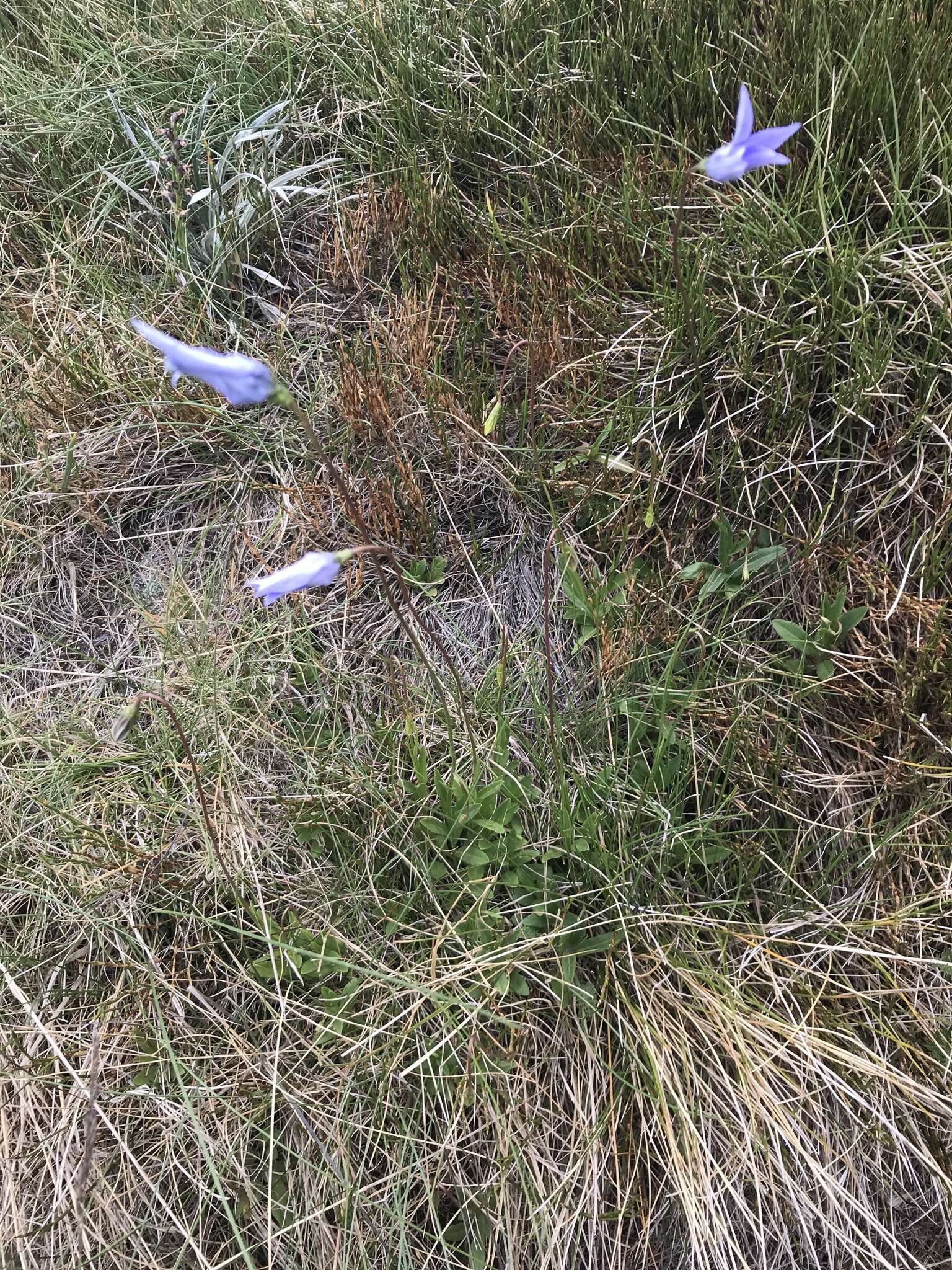 Image of Wahlenbergia ceracea Lothian