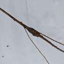 Image of Goldenrod Elliptical-Gall Moth