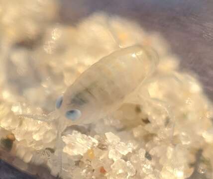 Image of northern big-eyed sandhopper