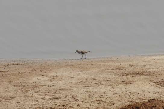 Plancia ëd Calidris minuta (Leisler 1812)