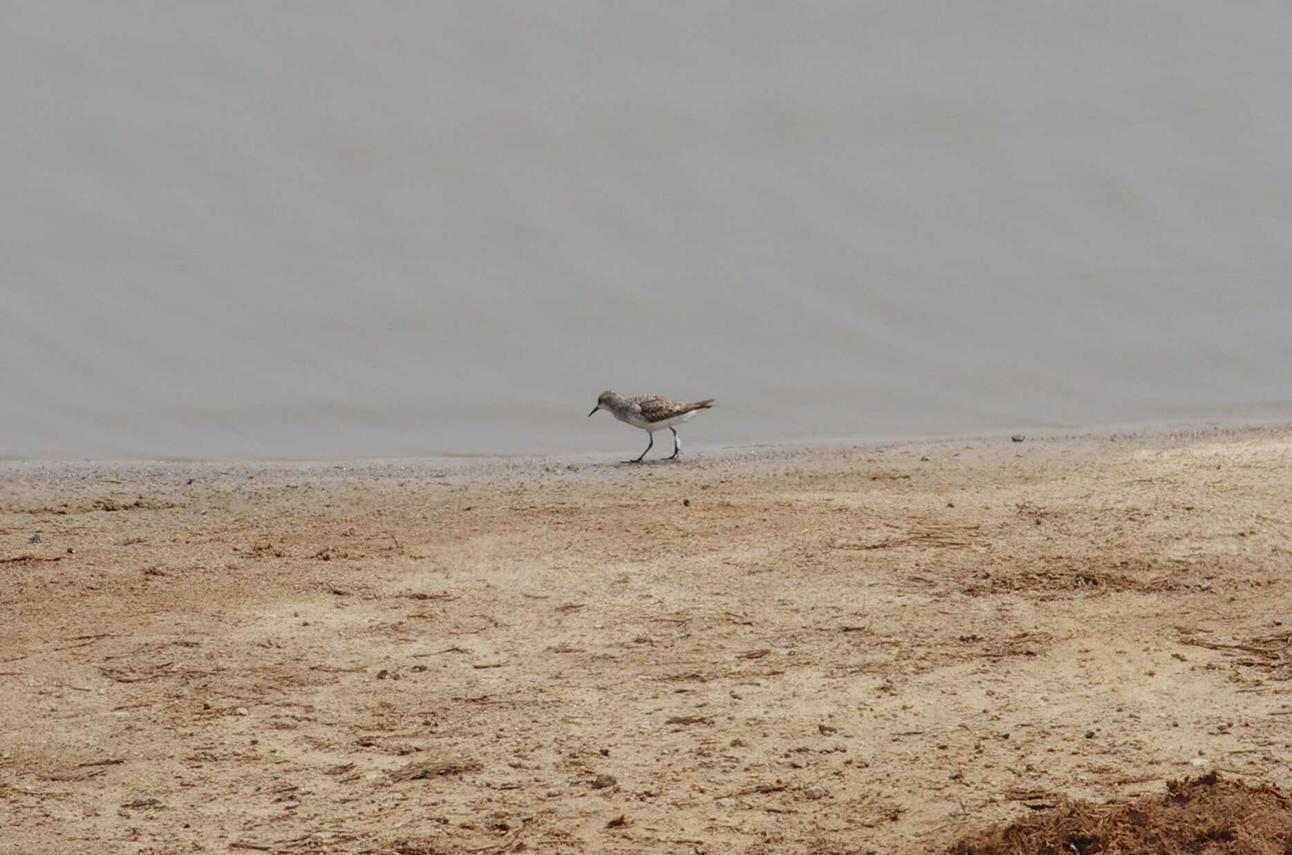 Image of Little Stint