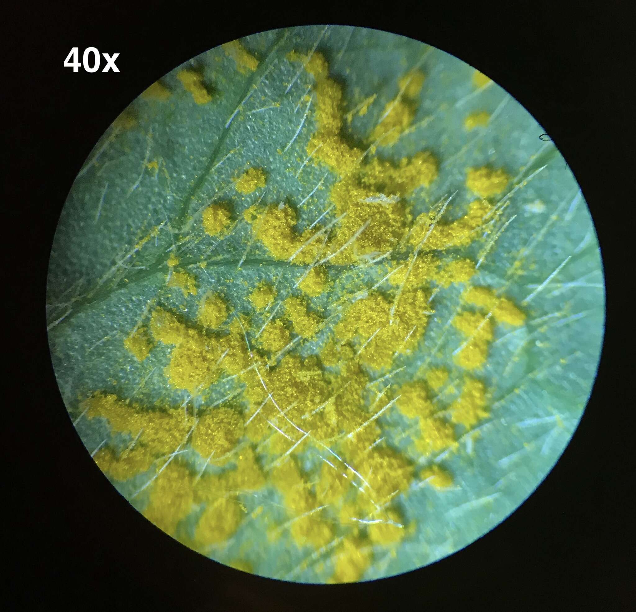 Слика од Puccinia oxalidis Dietel & Ellis 1895