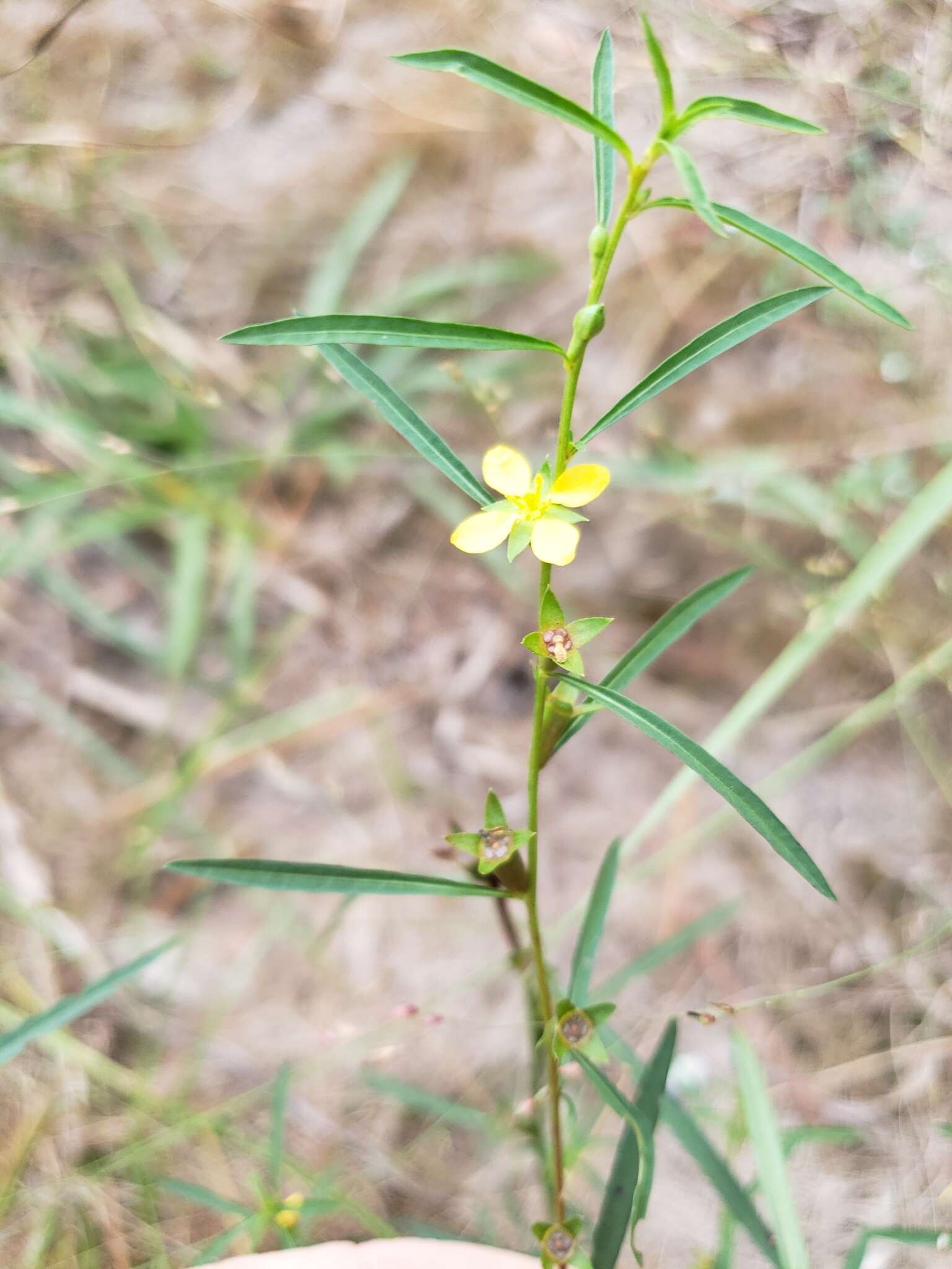 Image de Ludwigia linearis Walt.