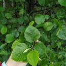 Image of Alnus pubescens Tausch