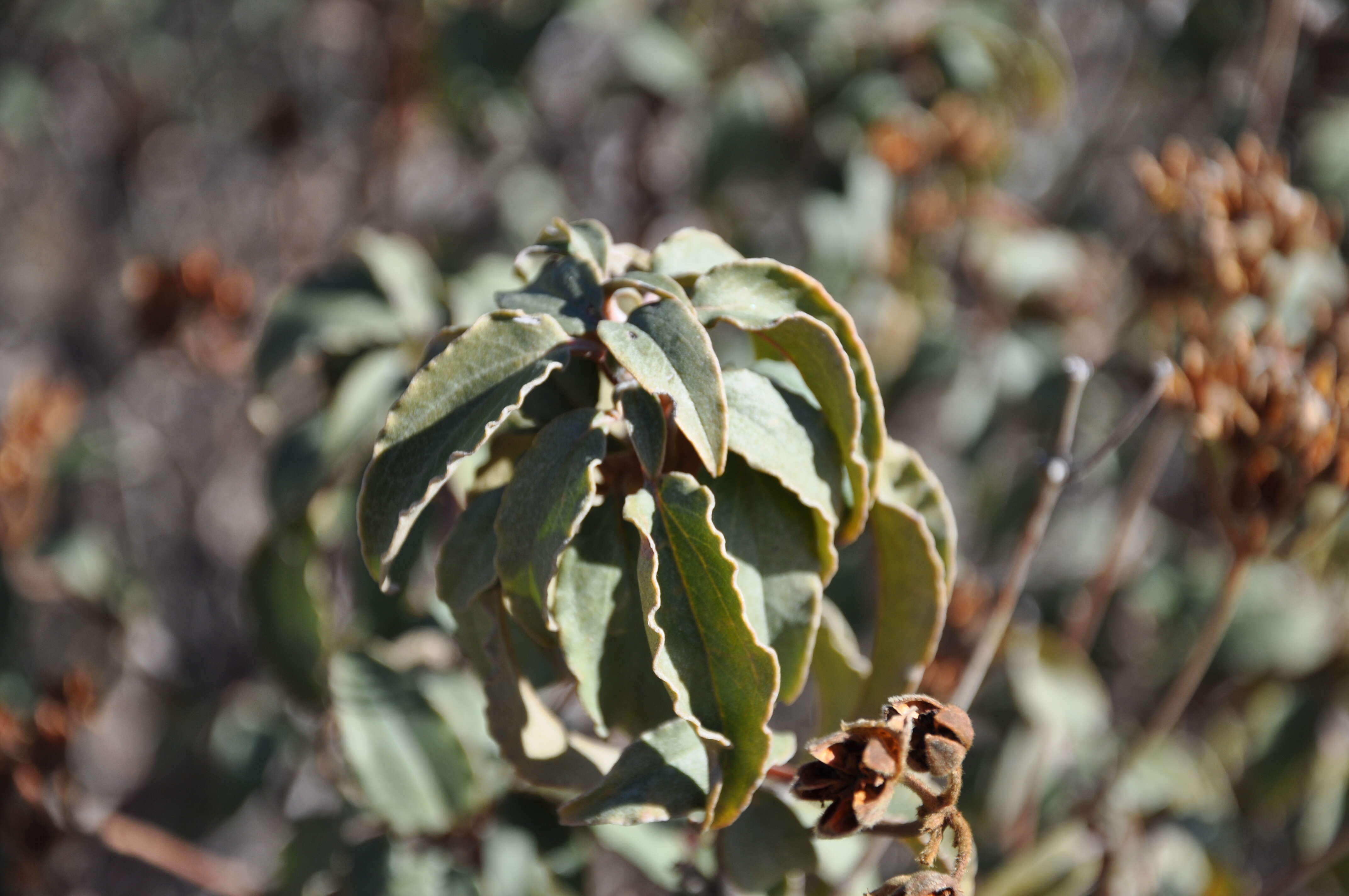 Imagem de Cistus laurifolius L.