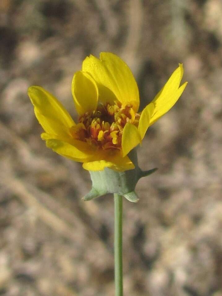 Image of Colorado greenthread