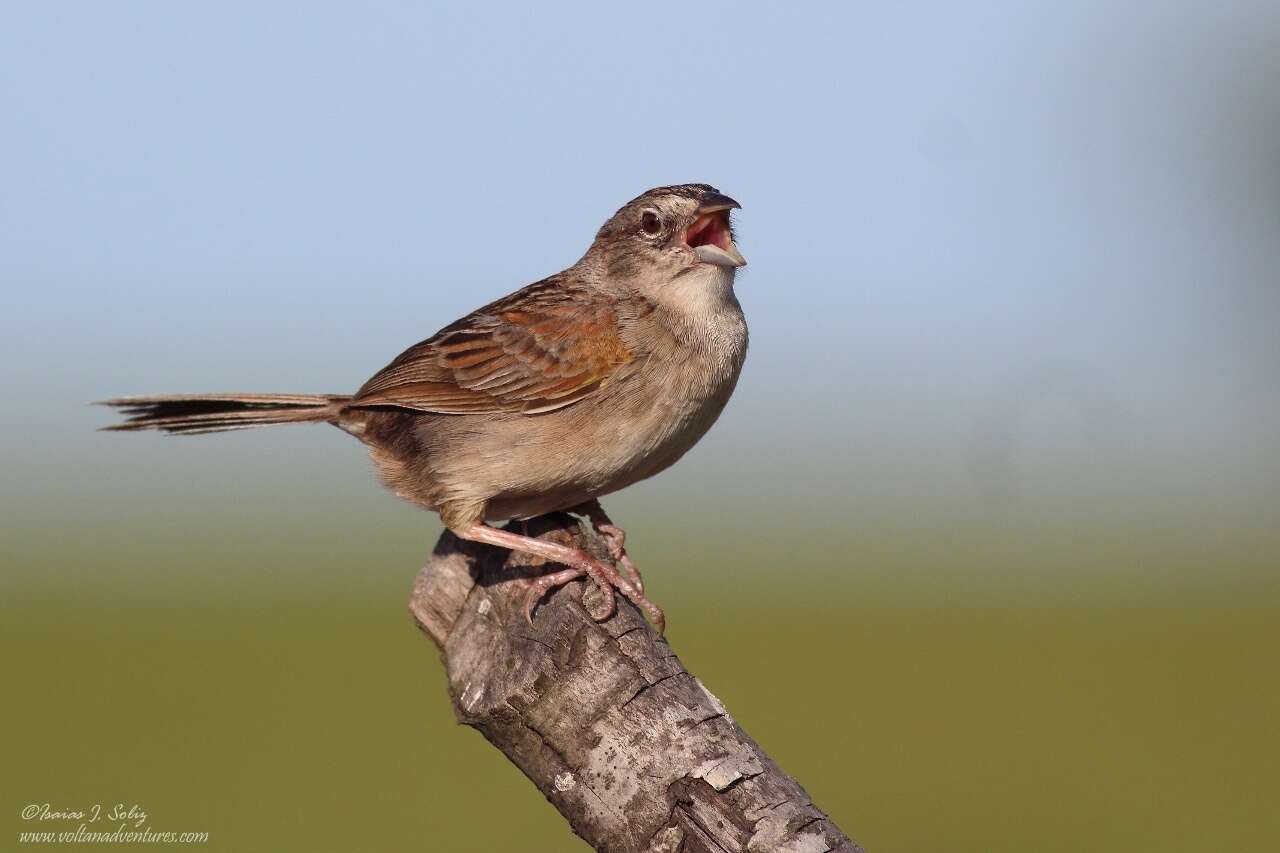 Image of Botteri's Sparrow