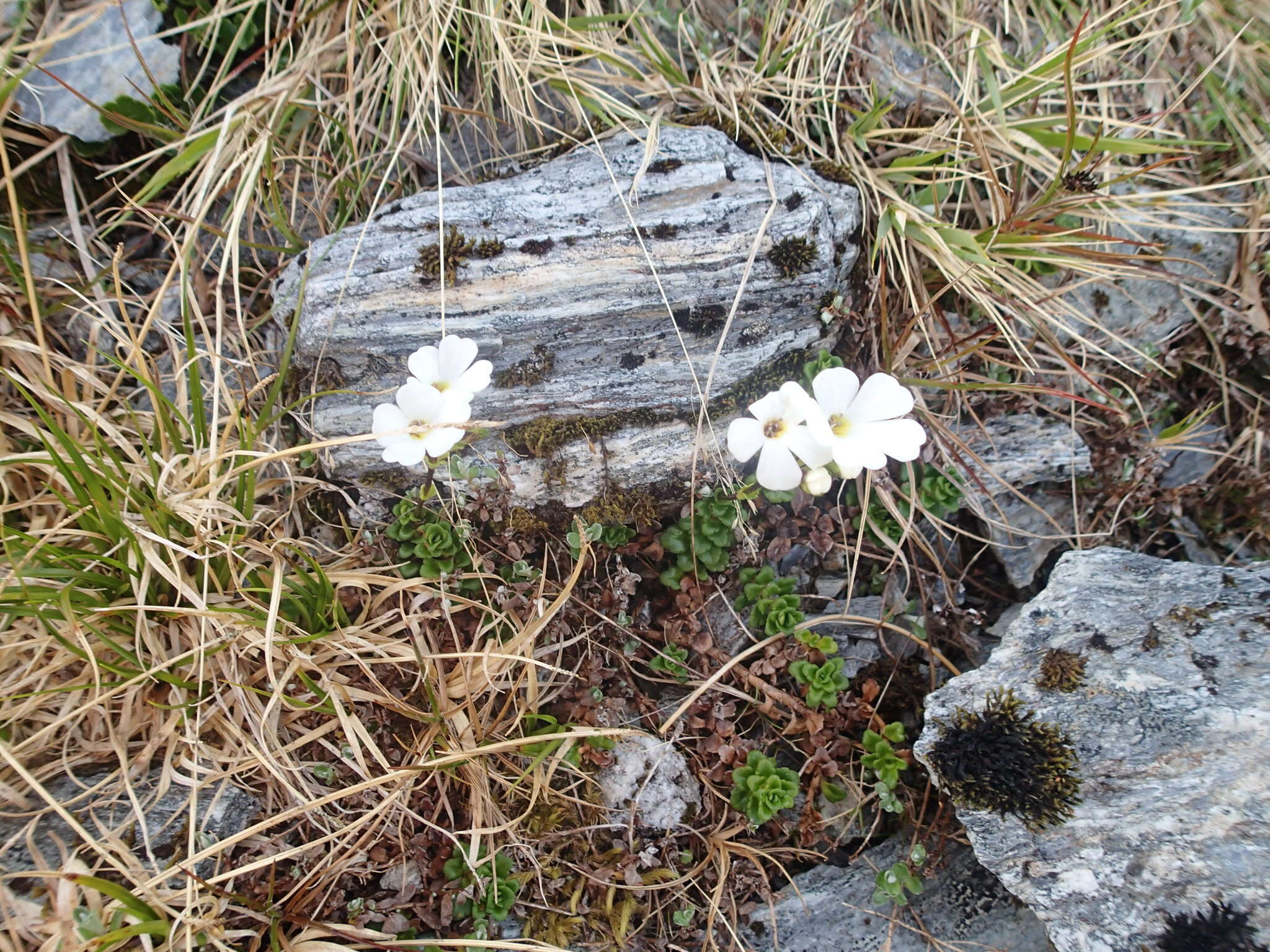 Слика од Ourisia caespitosa Hook. fil.