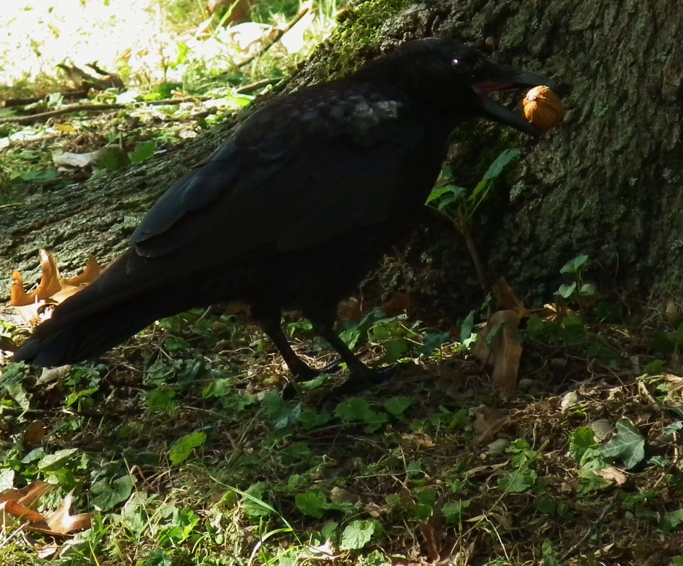 Image of Common walnut