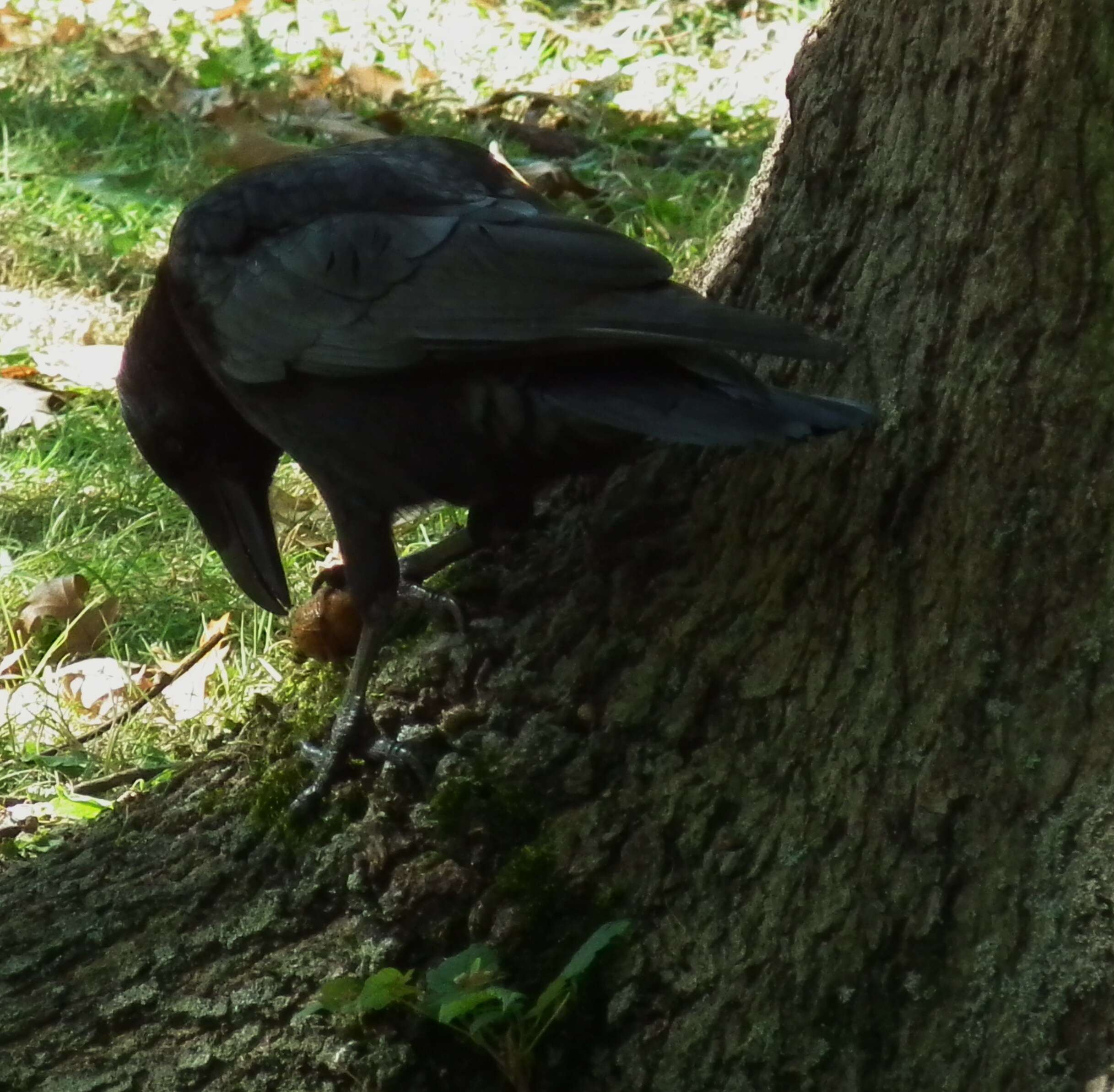 Image of Common walnut