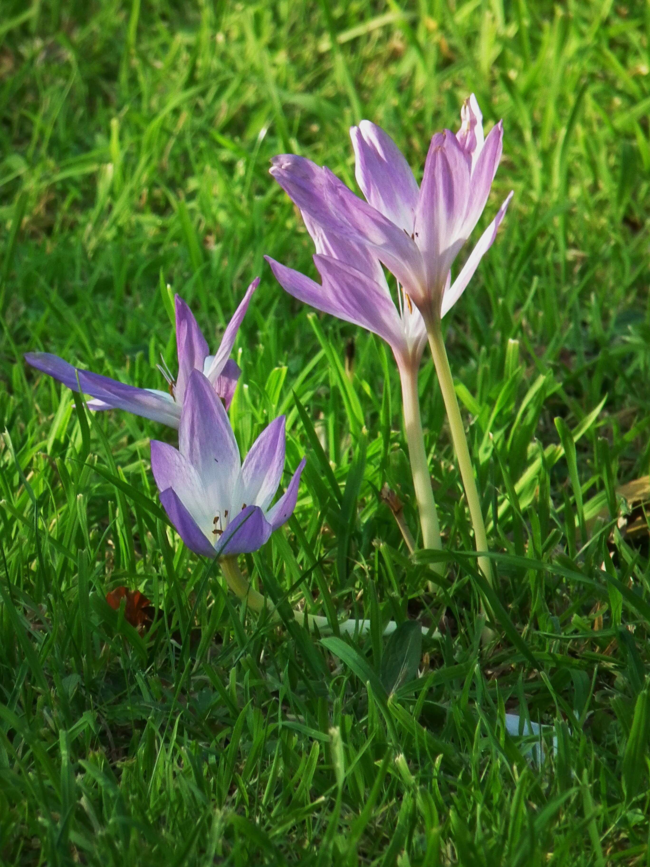 Image of Autumn crocus