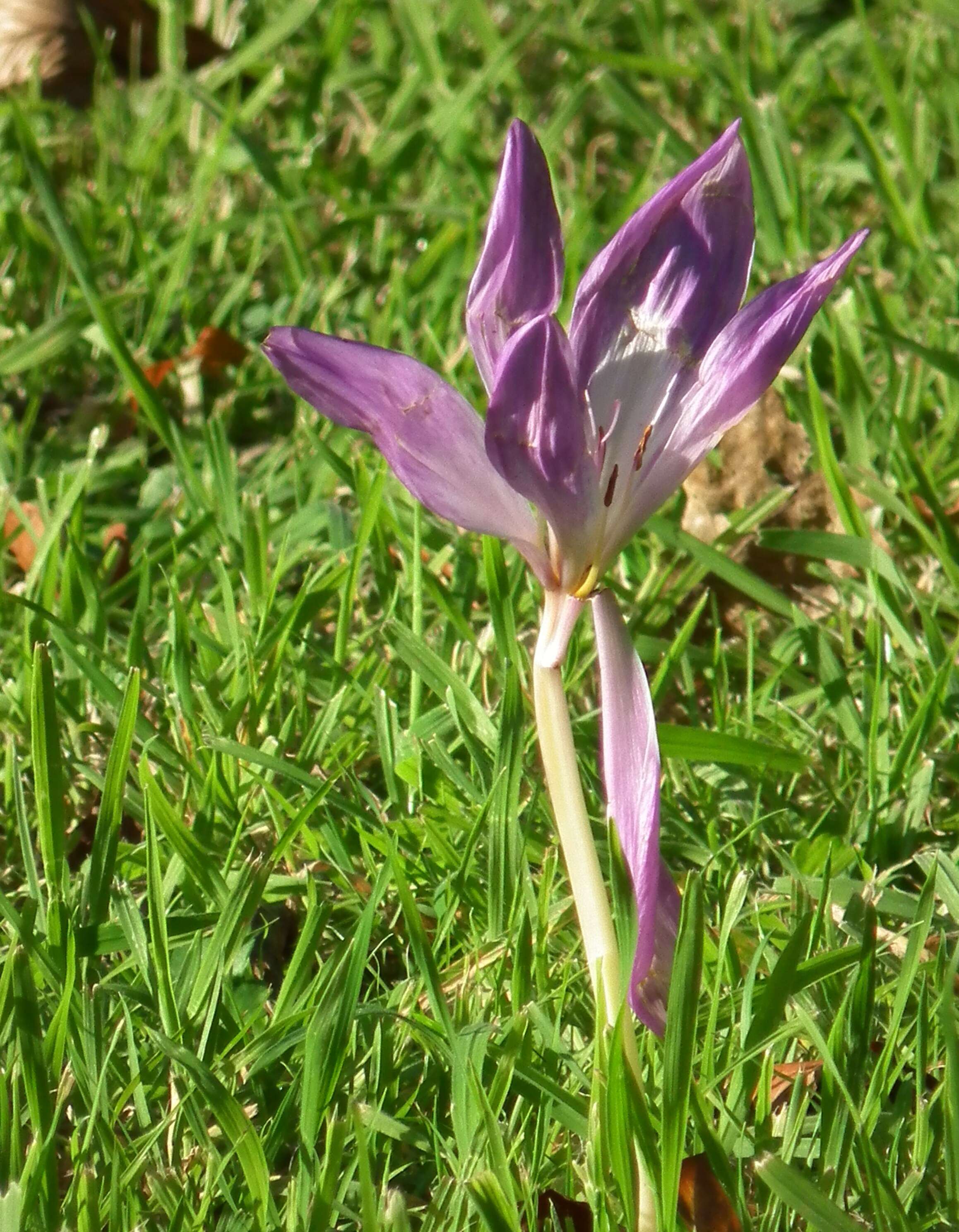 Image of Autumn crocus