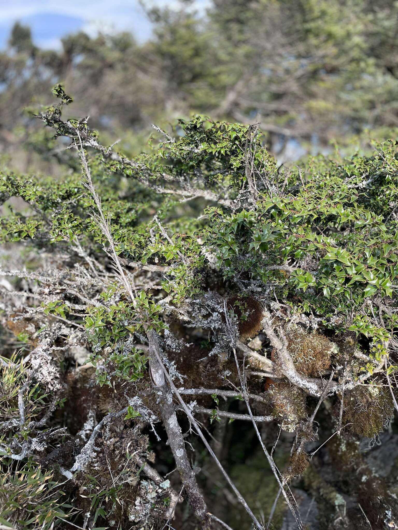 Imagem de Ilex bioritsensis Hayata