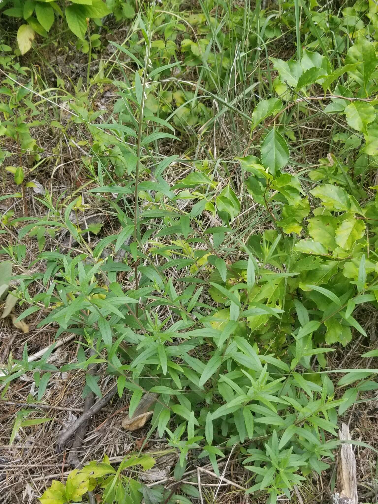 Image de <i>Brickellia <i>eupatorioides</i></i> var. eupatorioides