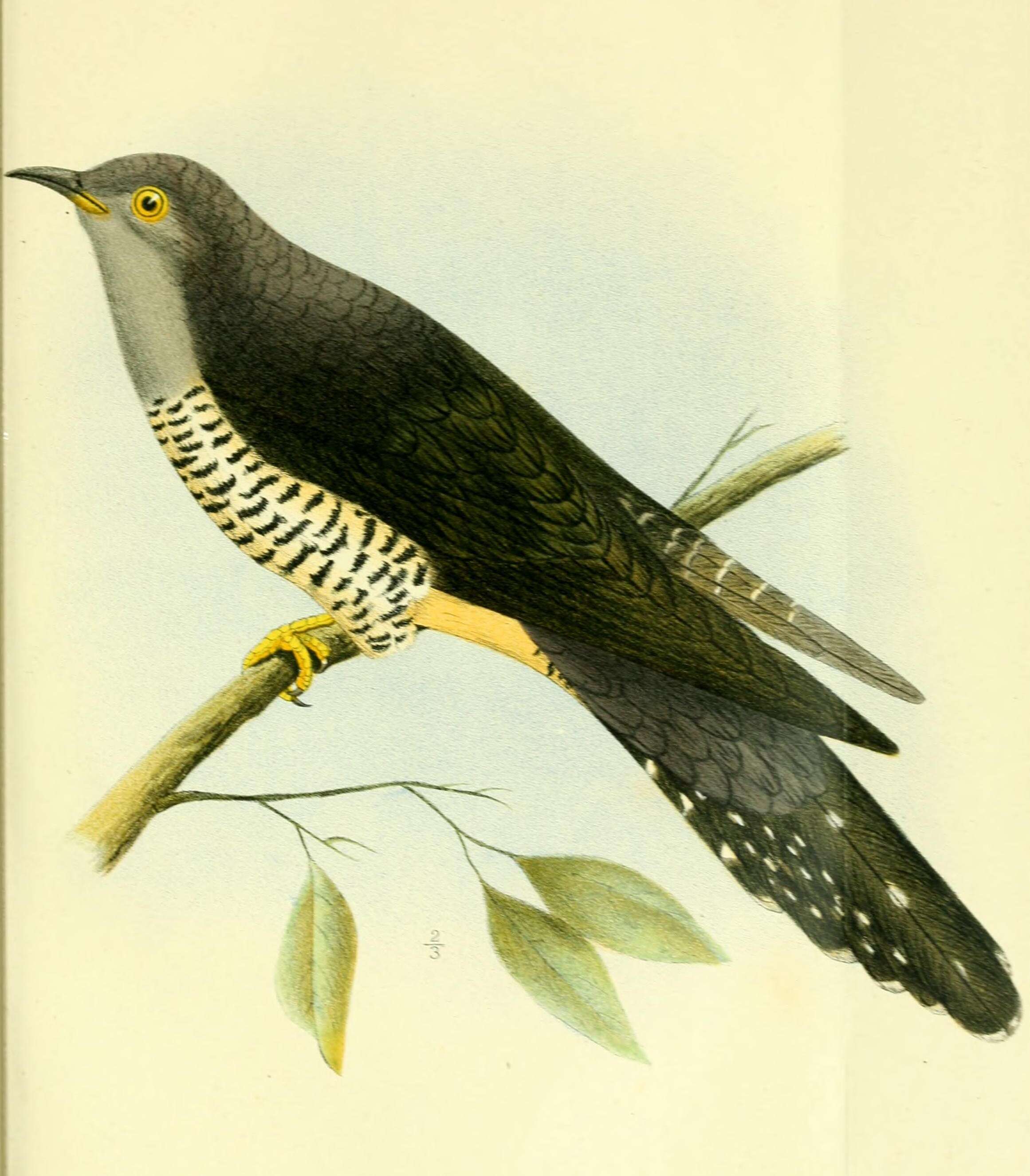 Image of Cuculus Linnaeus 1758