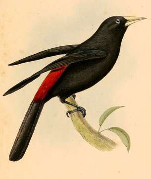 Image of Red-rumped Cacique