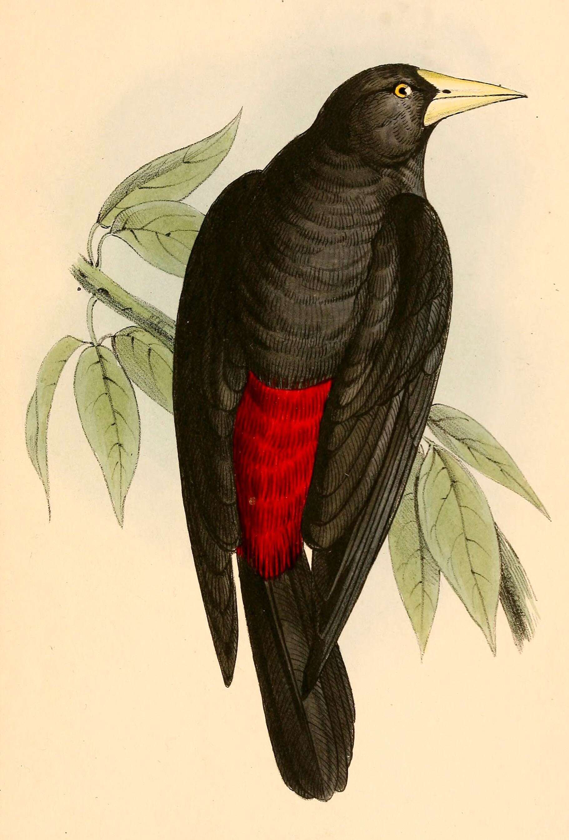 Image of Red-rumped Cacique