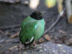 Image of Hooded Pitta