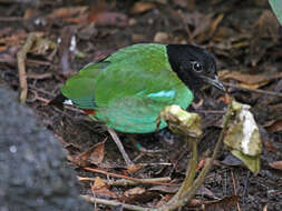 Image of Hooded Pitta