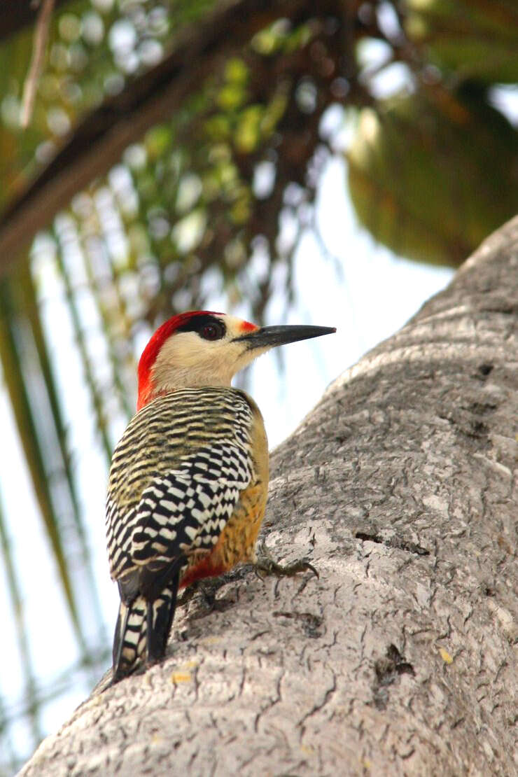 Image of West Indian Woodpecker