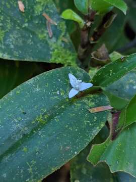 Image of Tradescantia schippii D. R. Hunt