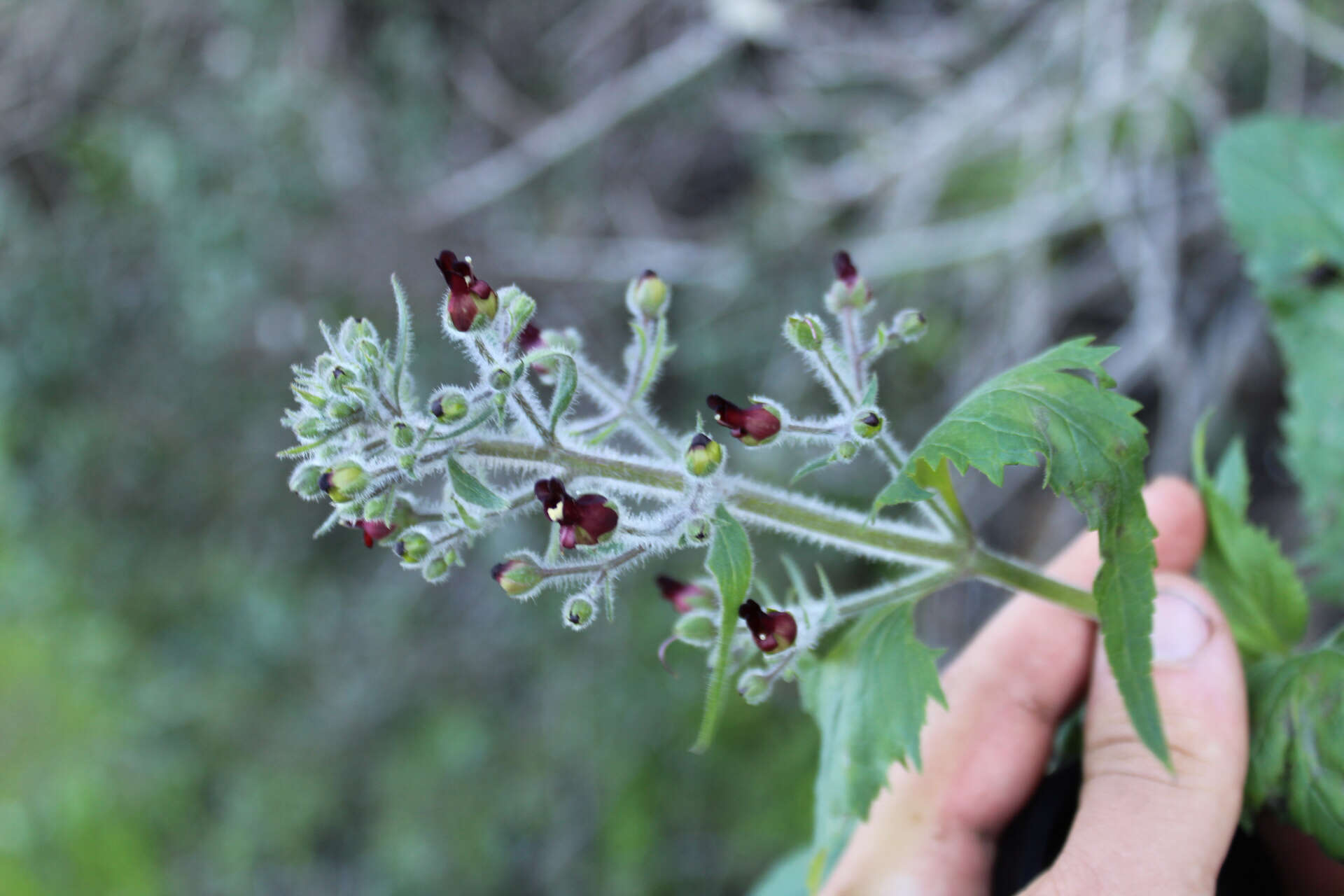 Imagem de Scrophularia villosa Pennell ex Millsp. & Nuttall