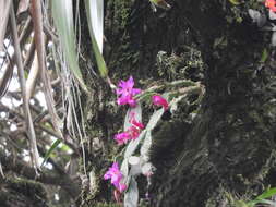 Plancia ëd Schlumbergera opuntioides (Loefgr. & Dusén) D. R. Hunt