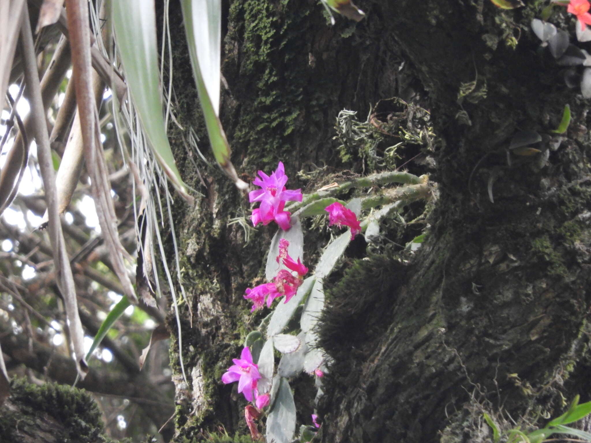 Image of Christmas Cactus