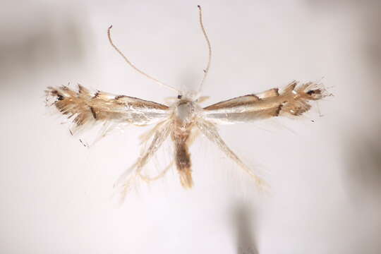 صورة Phyllonorycter lucidicostella (Clemens 1859)