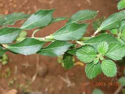 Image of bandicoot-berry