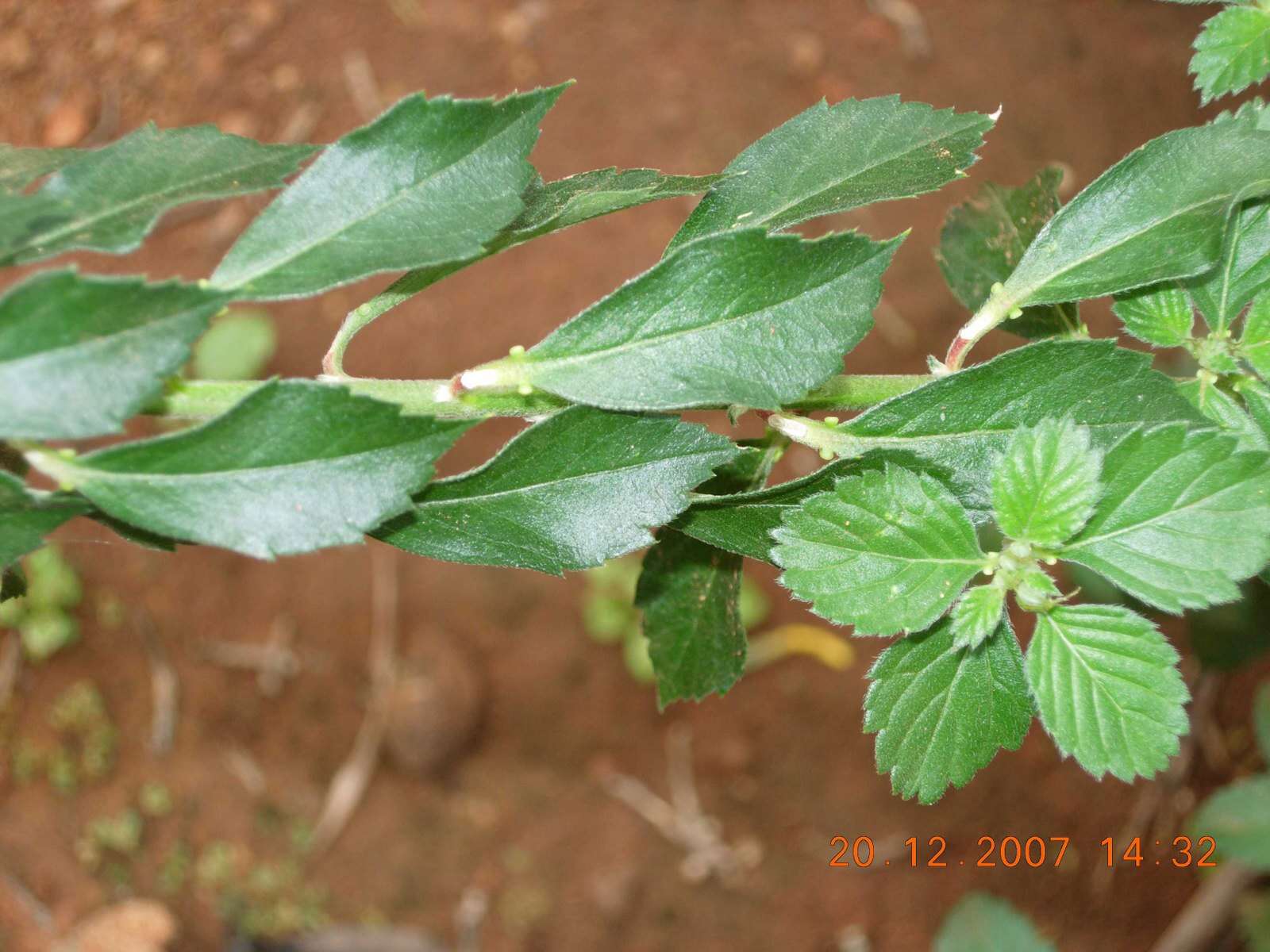 Image of bandicoot-berry