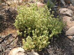 Image of Ptilotus decipiens C. A. Gardner