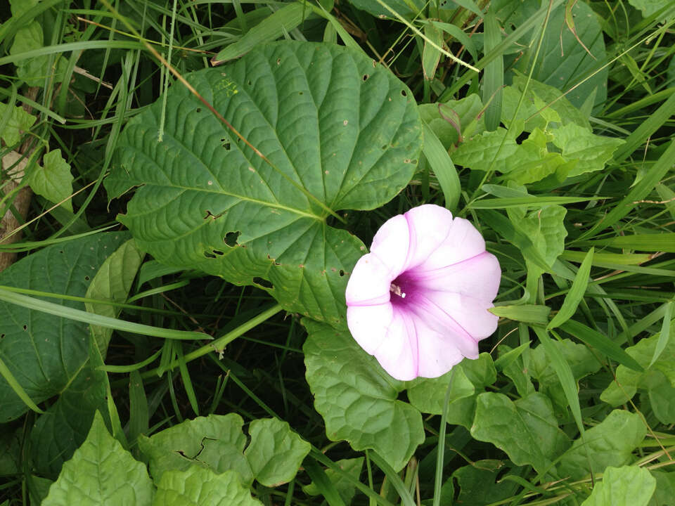 صورة Stictocardia tiliifolia (Desr.) Hall. fil.