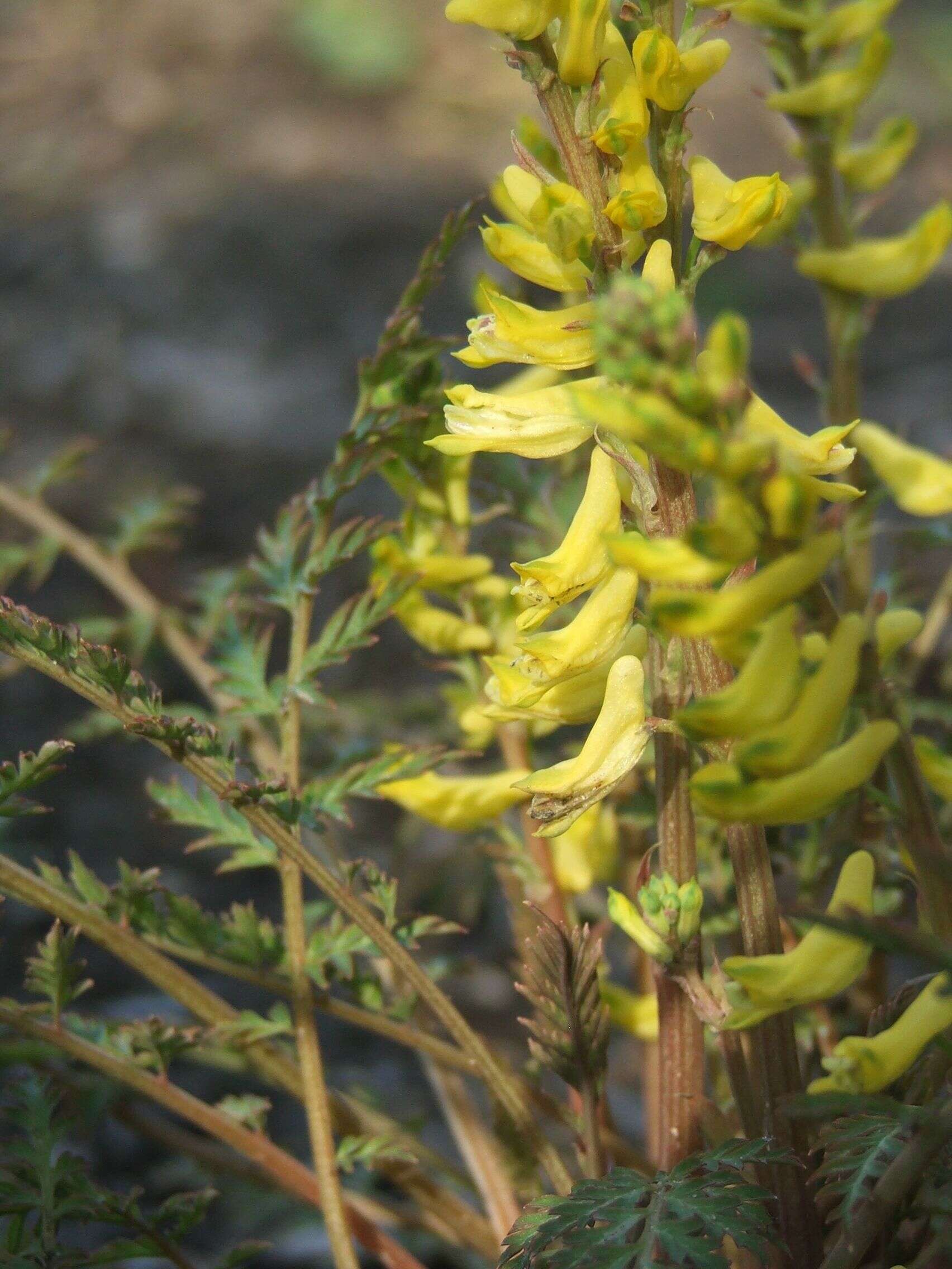 Image of Corydalis cheilanthifolia Hemsl.