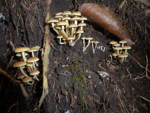 Image of Hypholoma acutum (Sacc.) E. Horak 1971