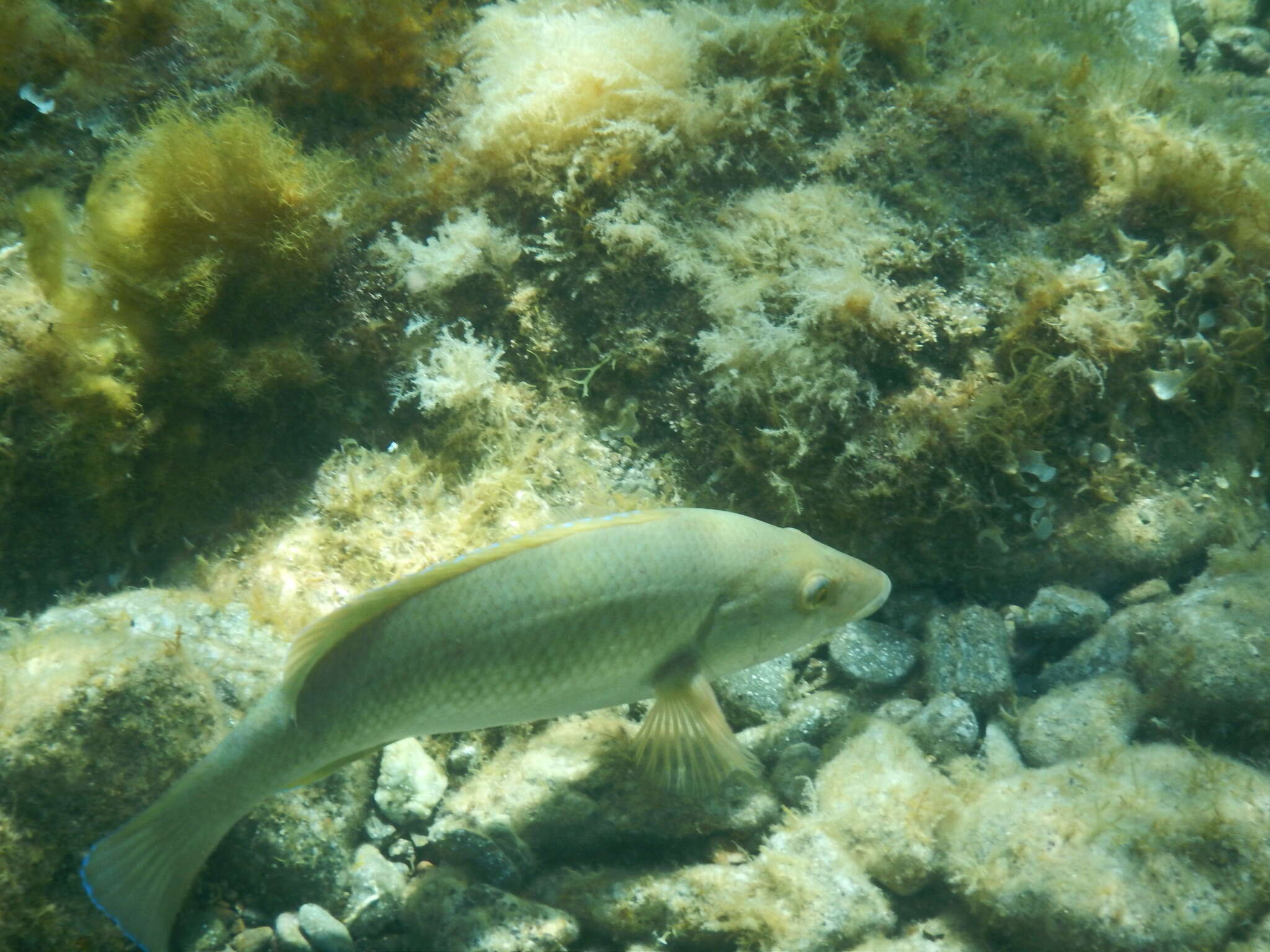 Image of Brown Wrasse