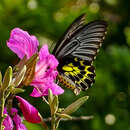 Troides helena (Linnaeus 1758) resmi