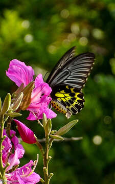 Plancia ëd Troides helena (Linnaeus 1758)