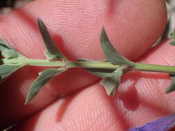 Sivun Scutellaria antirrhinoides Benth. kuva