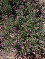 Plancia ëd Dalea bicolor var. orcuttiana Barneby