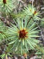 Image of Pultenaea stipularis Sm.