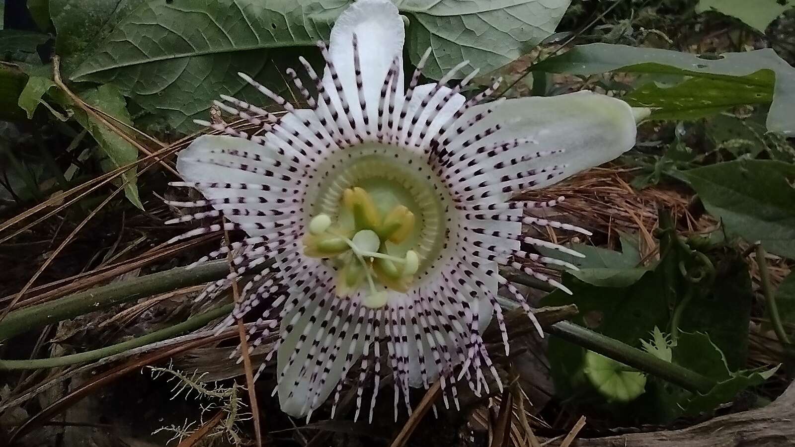 Image of Passiflora adenopoda