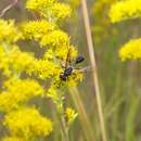 Image of Mud dauber