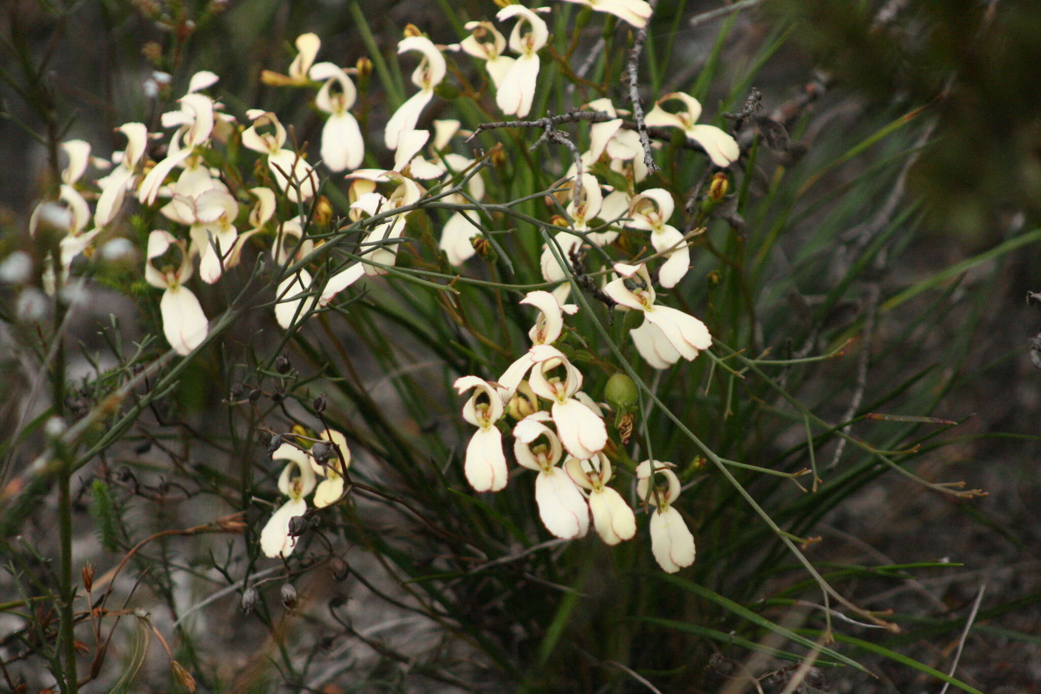 Stylidium schoenoides DC. resmi